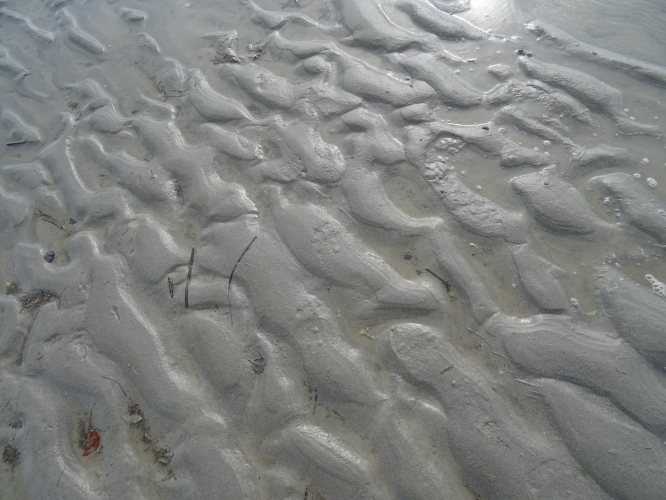 La Baie de Somme (22).JPG