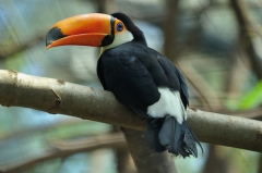 4 toucan.jpg