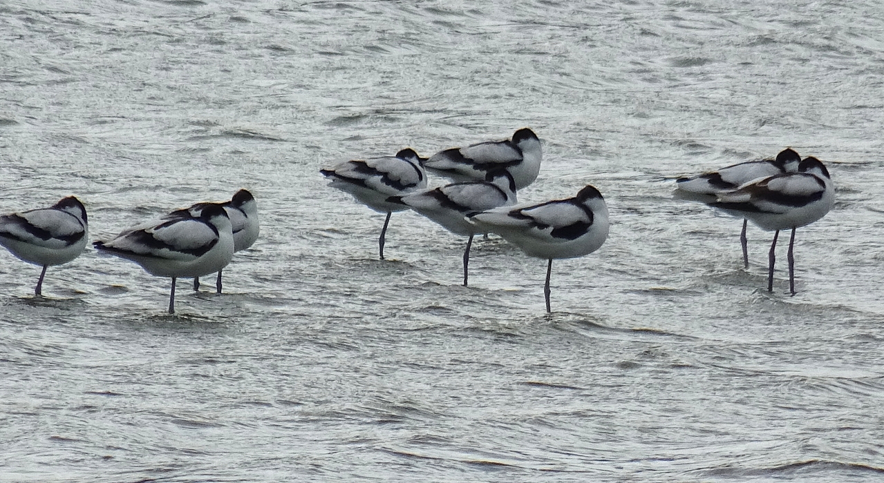 Le Marquenterre (12).JPG